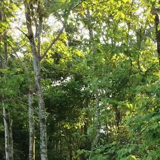 Forest greenery from the Reweave field story