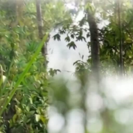 Woodland canopy and morning mist from the Reweave field story