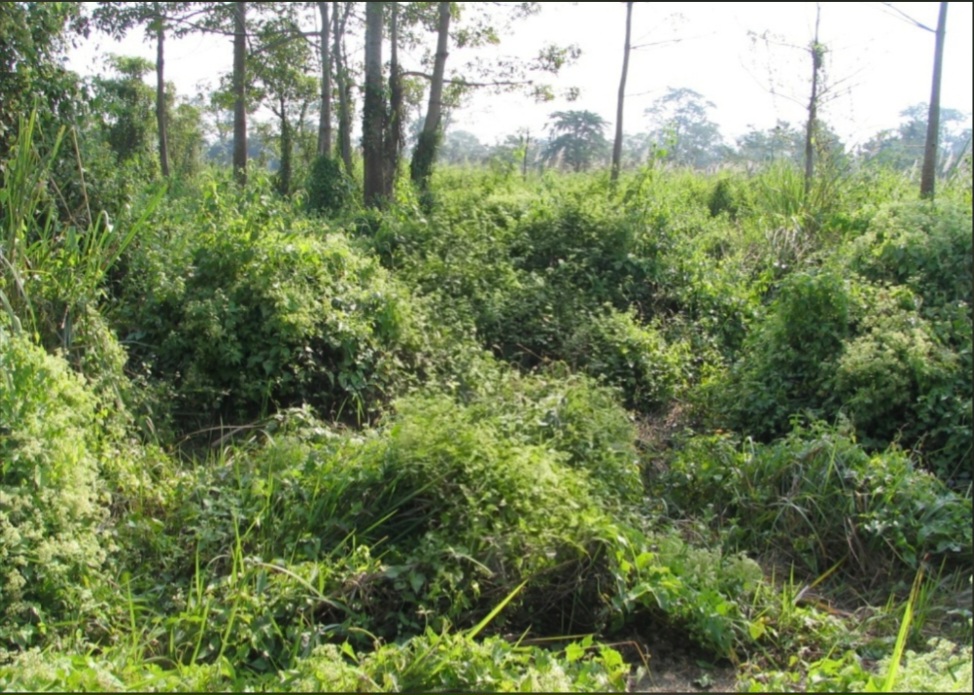 Land restoration work near Manas